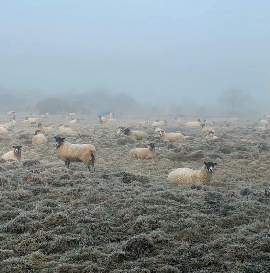 Herd of sheep resting in a fog covered field